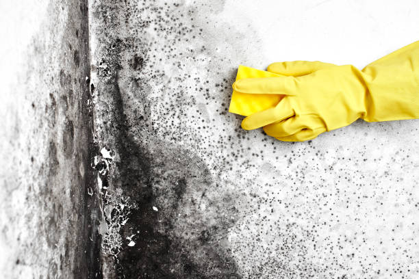 Best Emergency Mold Remediation  in Mill Creek, WA