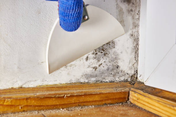 Best Mold Damage Restoration  in Mill Creek, WA